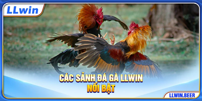 Các sảnh đá gà LLWIN nổi bật Các sảnh đá gà LLWIN nổi bật