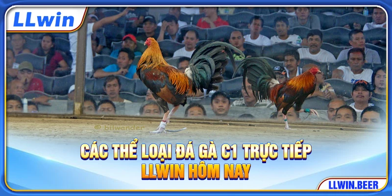Các thể loại đá gà C1 trực tiếp LLWIN hôm nay