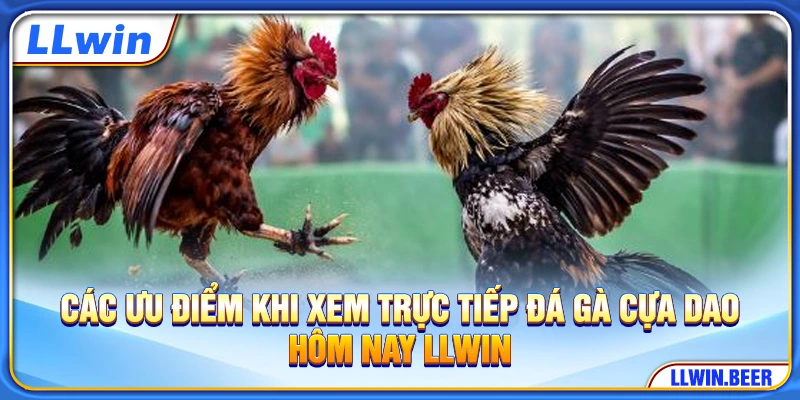 Các ưu điểm khi xem trực tiếp đá gà cựa dao hôm nay LLWIN