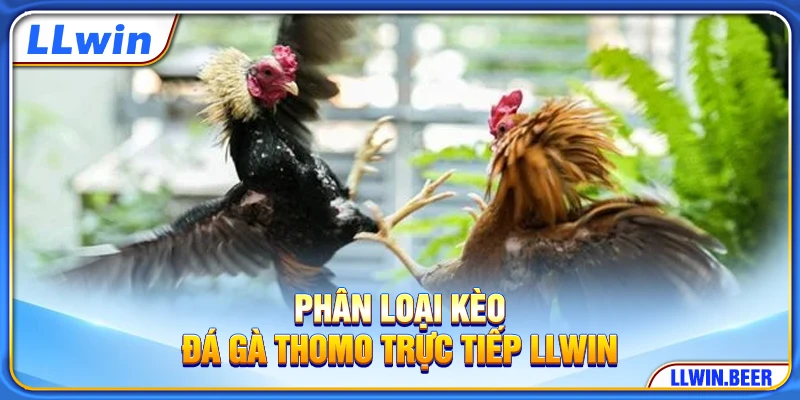 Phân loại kèo đá gà Thomo trực tiếp LLWIN Phân loại kèo đá gà Thomo trực tiếp LLWIN