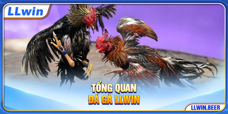 Tổng quan đá gà LLWIN Tổng quan đá gà LLWIN