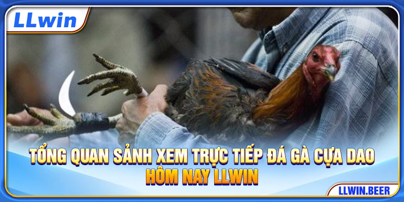 Tổng quan sảnh xem trực tiếp đá gà cựa dao hôm nay LLWIN