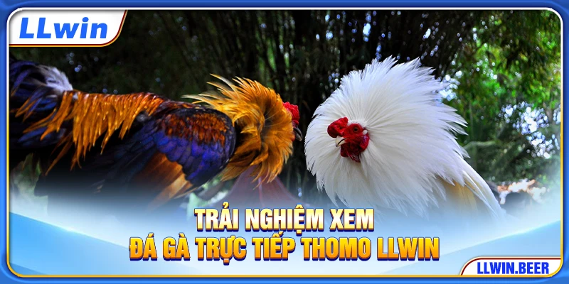 Trải nghiệm xem đá gà trực tiếp Thomo LLWIN Trải nghiệm xem đá gà trực tiếp Thomo LLWIN
